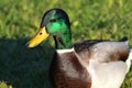Duck portrait, green, yellow, bird